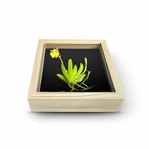 Framed yellow flower with green leaves on black background