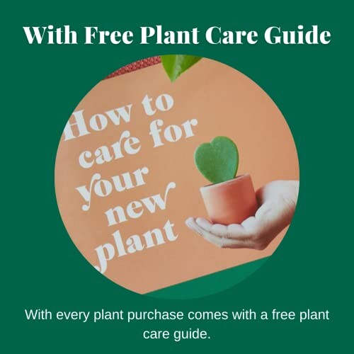 Hand holding a small plant with text 'How to care for your new plant'