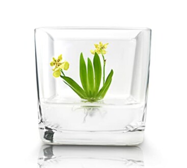 Small orchid plant in a glass container