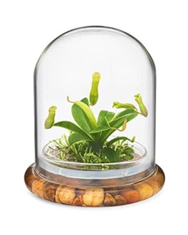 Carnivorous plant in glass dome with pebbles