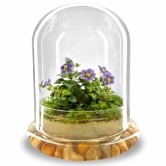 Small purple flowers inside a glass dome with rocks at the base