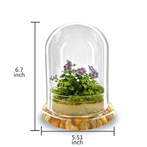 Glass dome with purple flowers on wooden base, dimensions shown.