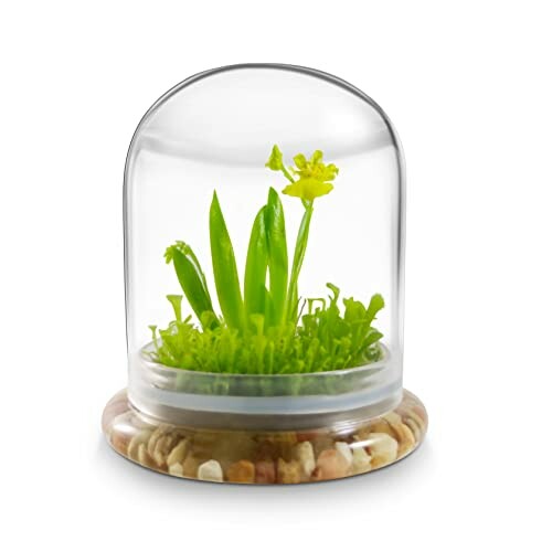 Small plant under a glass dome with a wooden base