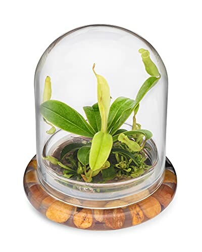 Small plant in a glass dome on a wooden base