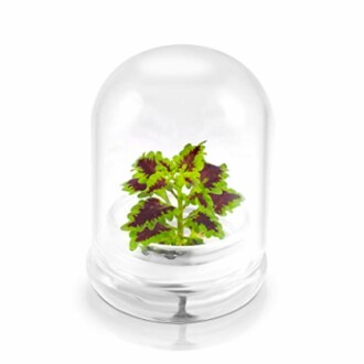 Small plant under a glass dome