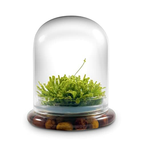 Glass dome with green plant and stones inside