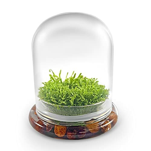 Glass dome covering green moss on wooden base