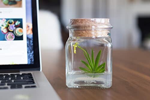 Glass jar with plant beside laptop on desk