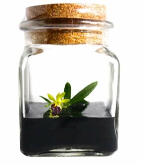 Glass jar with cork lid containing a small yellow flower and green leaves.