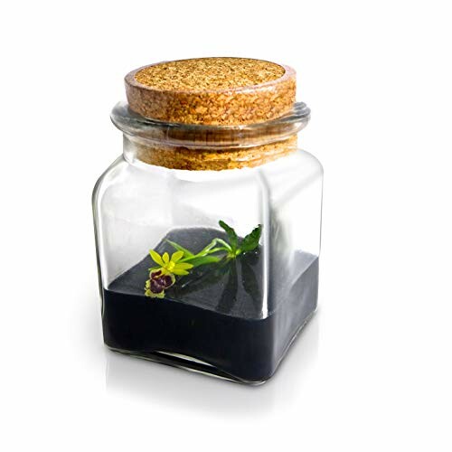 Glass jar with cork lid containing small plant and soil.