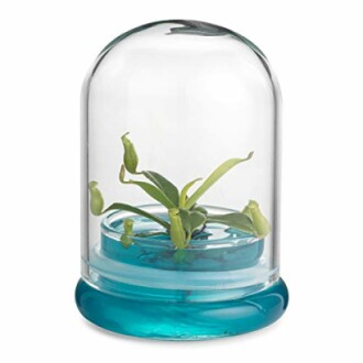 Small plant in a glass terrarium dome