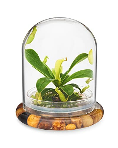 Maintenance Free Live Pitcher Plant Terrarium