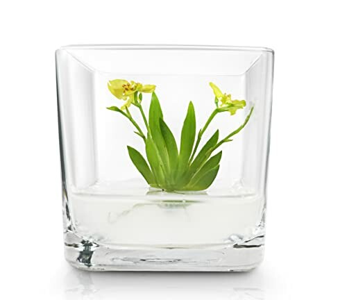 Small yellow orchid in a glass vase with water