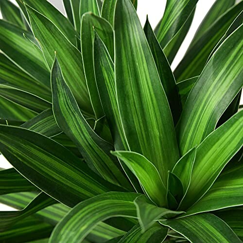 Close-up view of green Dracaena plant leaves