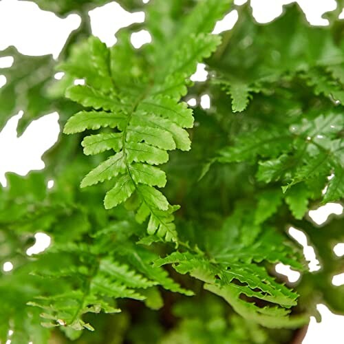 Close-up of vibrant green fern leaves