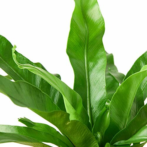 Close-up of green fern leaves