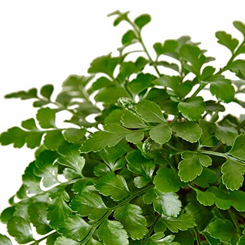 Close-up of green fern leaves