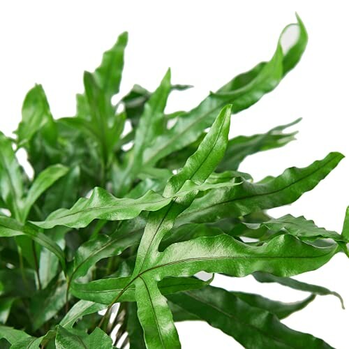 Close-up of green fern leaves on white background