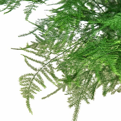 Close-up of green fern leaves on a white background