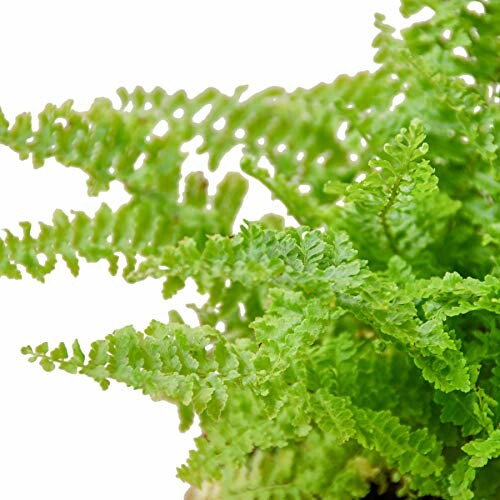 Close-up of a green fern plant