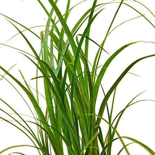 Close-up of tall green grass blades