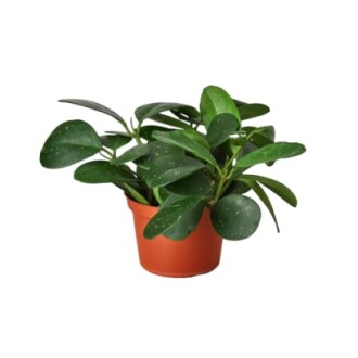 Potted green houseplant with broad leaves