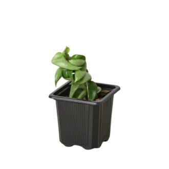 Small green houseplant in a black plastic pot.