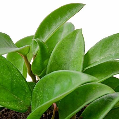 Close-up of green plant leaves