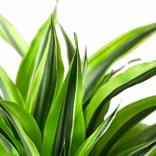 Close-up of green indoor plant leaves