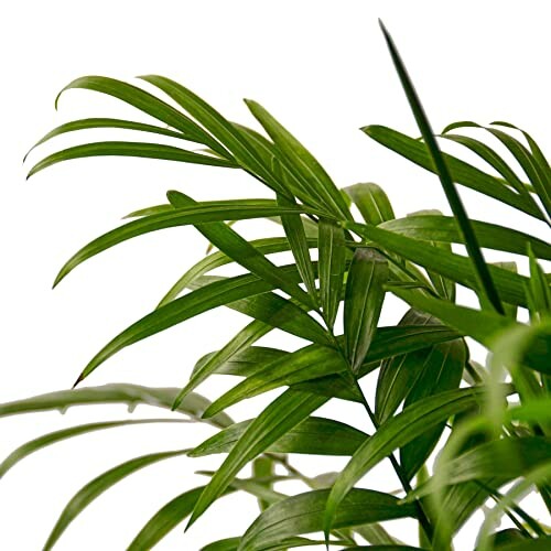 Close-up of green indoor plant leaves against white background