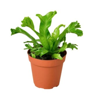 Green plant in a brown pot