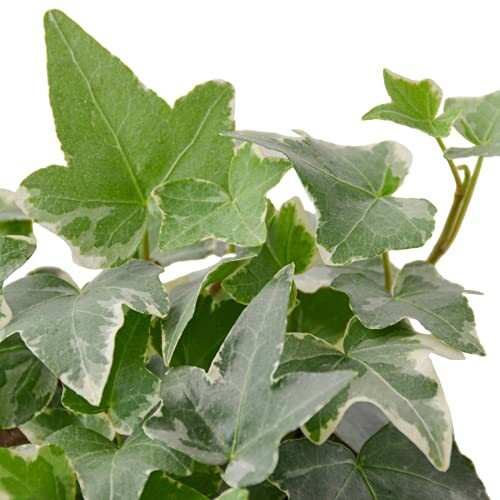 Close-up of green ivy leaves