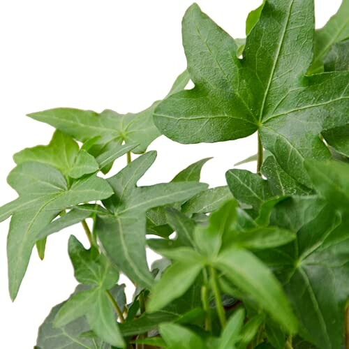 Close-up of green ivy leaves