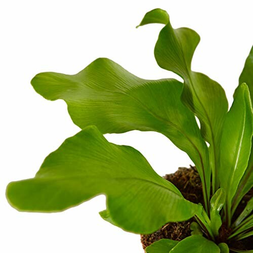 Close-up of a green leaf indoor plant