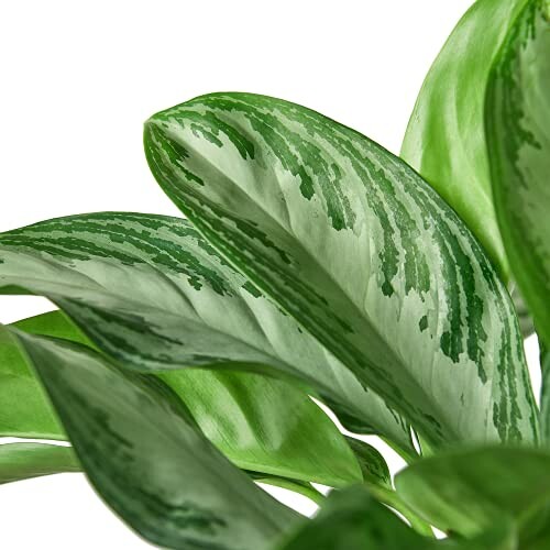 Close-up of green leafy plant with variegated leaves.