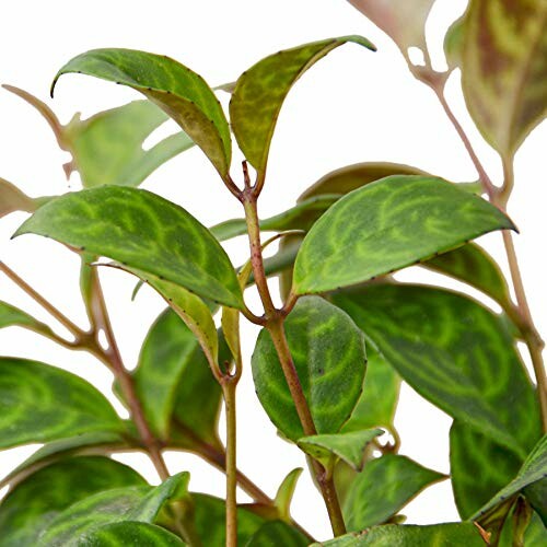 Close-up of green leafy plant