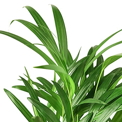 Close-up of green leafy plant on white background