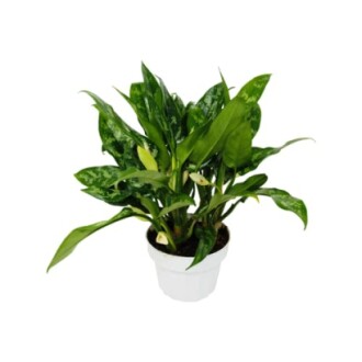 Green plant in a white pot