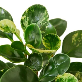 Close-up of a green variegated leaf plant.