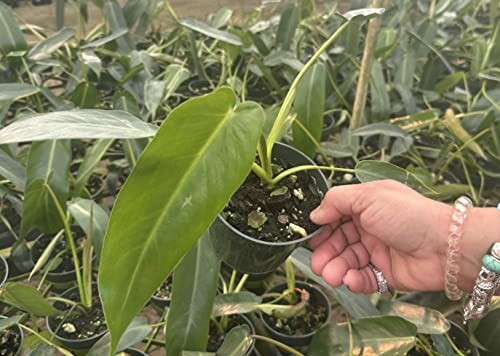 Hand holding a potted philodendron plant in a greenhouse.