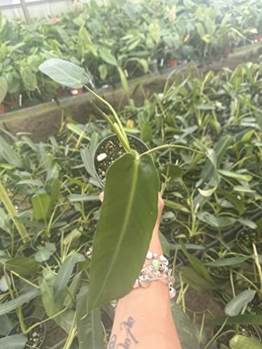 Person holding a plant with large leaves in a greenhouse.