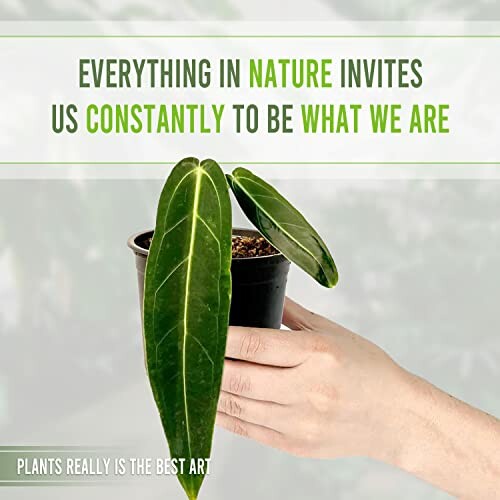 Hand holding a potted plant with a motivational quote about nature.