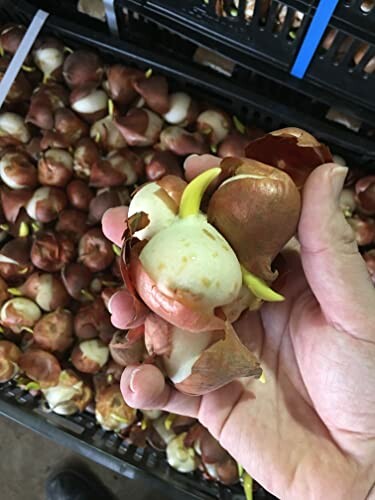 Hand holding sprouting flower bulbs over a basket of bulbs.