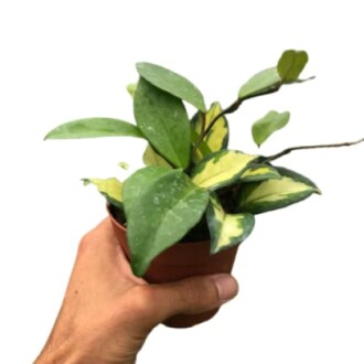 Hand holding a potted variegated hoya plant.