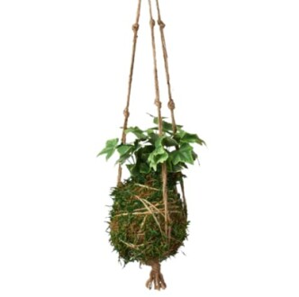 Hanging kokedama plant with green leaves