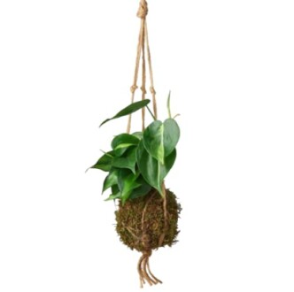 Hanging plant in kokedama style with green leaves