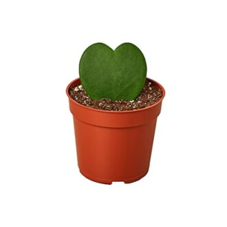 Heart-shaped cactus in a small pot.