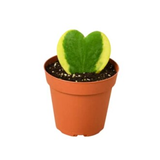 Heart-shaped hoya plant in a small pot