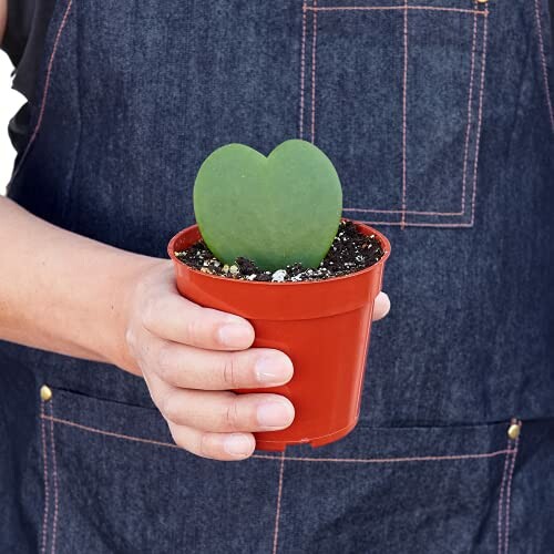 Person holding a heart-shaped succulent in a small red pot.