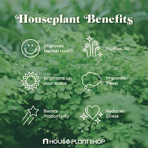 Graphic listing benefits of houseplants: improves mental health, purifies air, brightens space, improves sleep, boosts productivity, reduces stress.